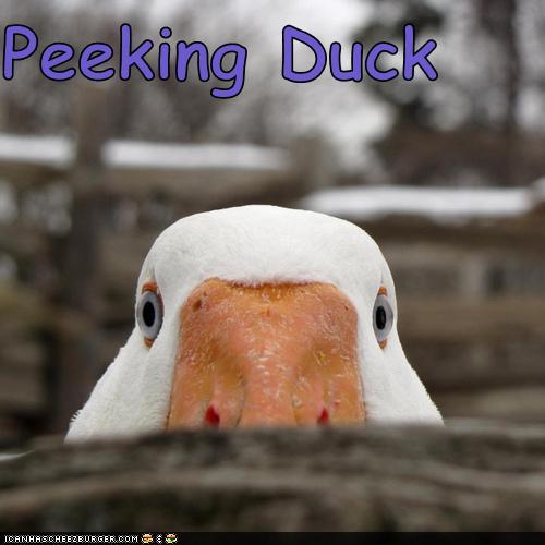 photo of a duck peeking over an edge with caption peeking duck