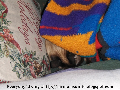photo of Yum Yum sleeping under a blanket