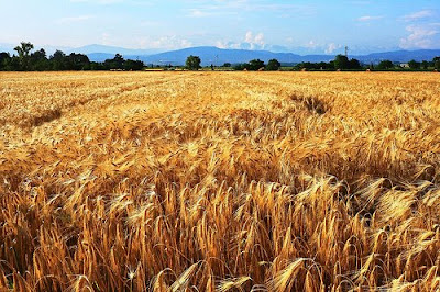 Farro Fields in Italy