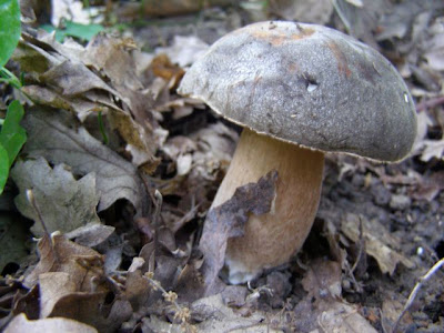 porcini mushroom, piobbico italy, la tavola marche