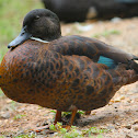 Teal Duck Hybrid
