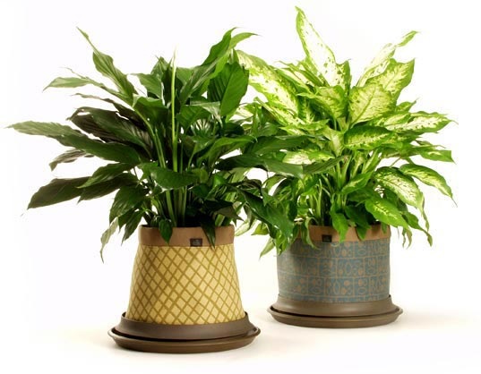 [my money and savings blog - plants pot[2].jpg]
