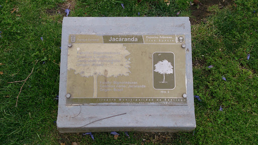 Placa Árbol Jacaranda