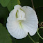 White Butterfly Pea