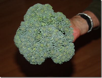 broccoli and shingles 001
