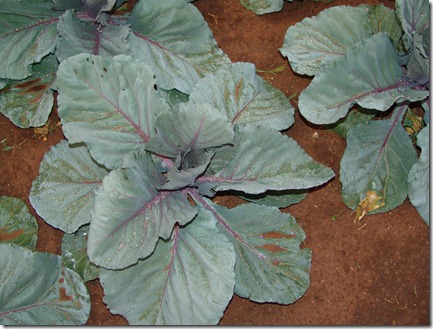 red dirt on red cabbage