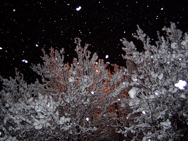 [snow trees and street light[3].jpg]