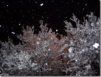 snow trees and street light