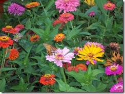 butterfly and zinnias