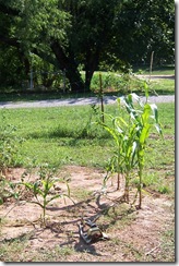 corn patch 1