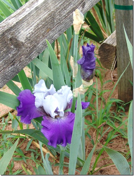 Fence line iris