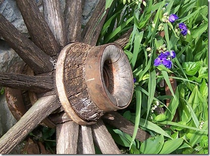 wagon wheel and spiderwort