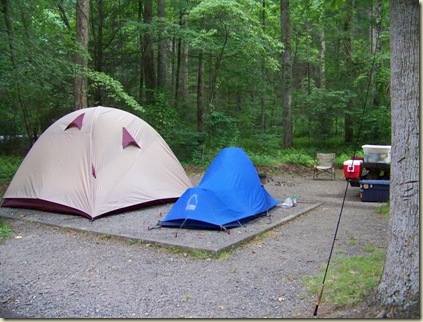 Davidson River Campground