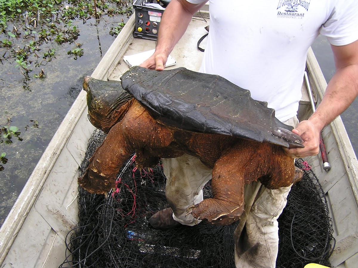Alligator Snapping Turtle (Andre the Giant)