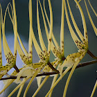Brassia orquidea