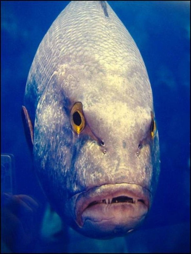[caras de pez casi humana migallinero (7)[2].jpg]