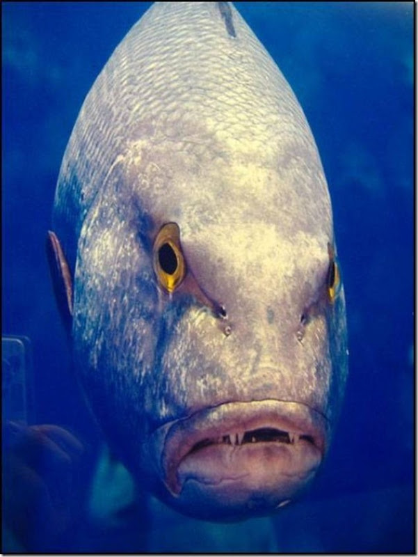 caras de pez casi humana migallinero (7)