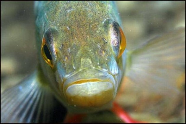 [caras de pez casi humana migallinero (112)[2].jpg]