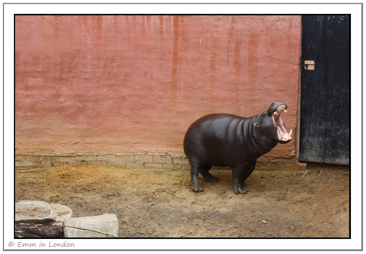 [Pygmy-Hippopotamus-at-Emerald-Resort.jpg]