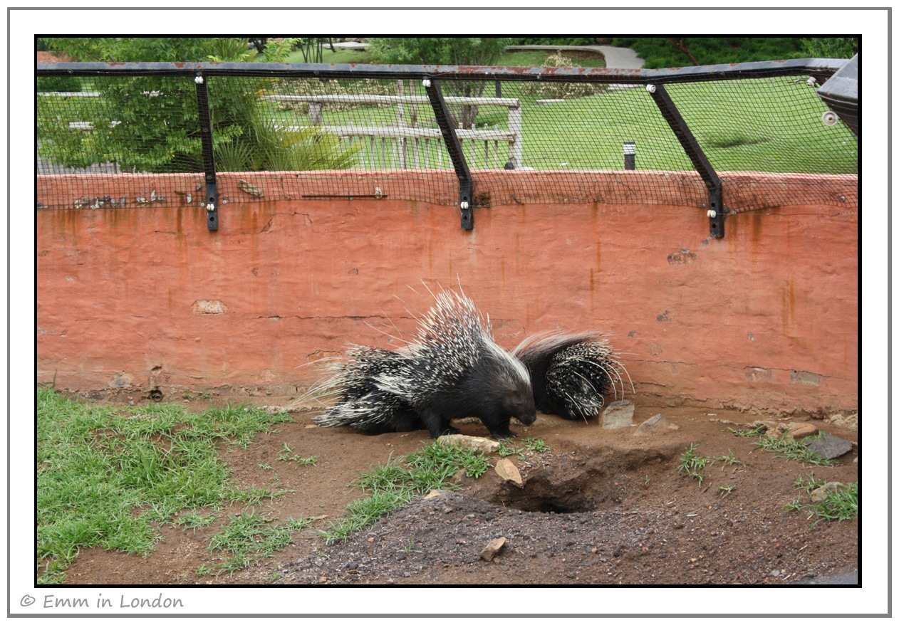 [African-Crested-Porcupines-at-Emeral.jpg]