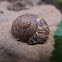 Brown Snail Shell