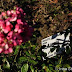 A rose...