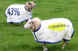 In England sheep use as walking advertising