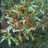 Willow lead oak