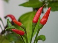 pimenta pimenta