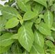 salvia