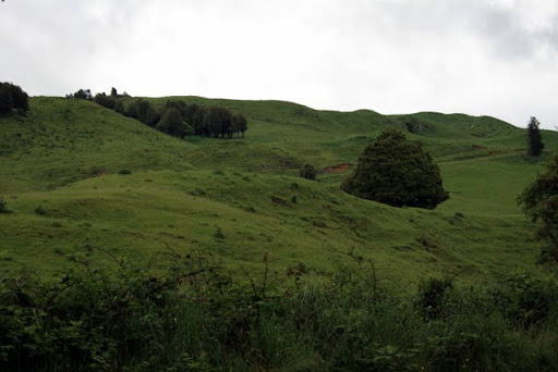 Łąki w NZ