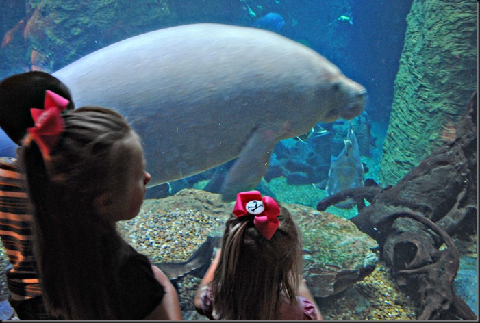 Dallas Aquarium (3)