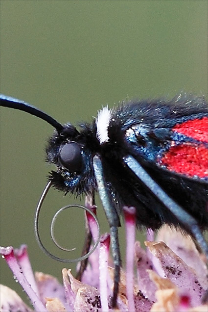 Une jolie collerette blanche autour du cou de Zygaena lavandulae