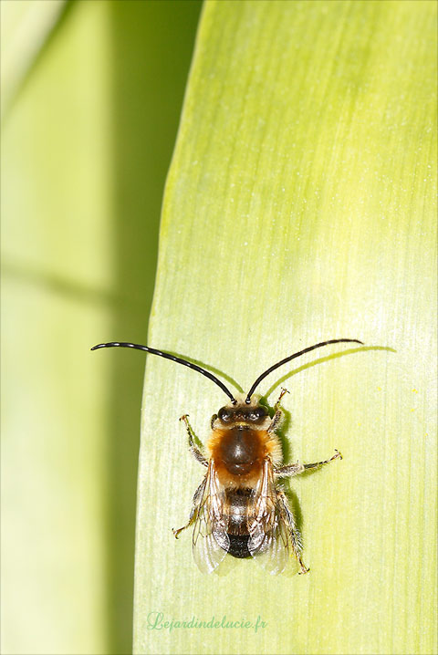 Eucera longicornis mâle