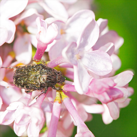 Une cétoine phytophage Oxythyrea funesta