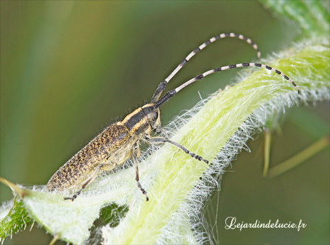 Agapanthia dahli