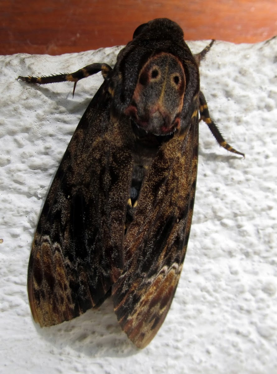 Greater Death's Head Hawkmoth