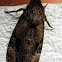 Greater Death's Head Hawkmoth