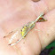 Mantid fly or Mantis fly