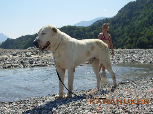 nagysh550.jpg