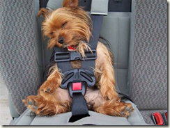 Doggie seatbelt