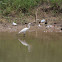 Little Egret