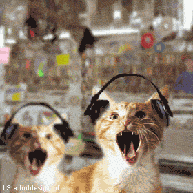 heavy%20metal%20cat.gif