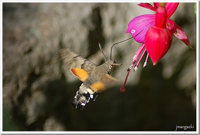 Mariposa Colibrí