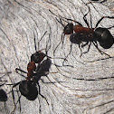 European Red Wood Ant