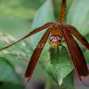 Red Dragonfly by Fitria Ramli - Animals Insects & Spiders