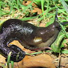 spanish slug