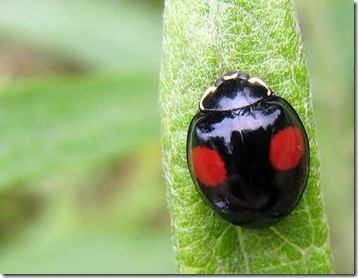 ladybugblack