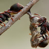 Stick-nest Brown Paper Wasp