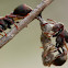 Stick-nest Brown Paper Wasp